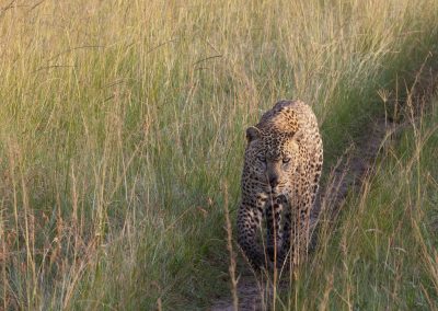 Leopard in der Masai Mara