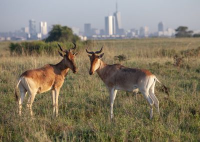 Gazellen vor Nairobi
