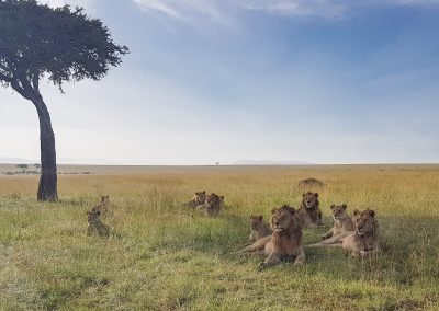 Löwen in der Masai Mara