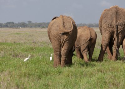 Elefanten in Amboseli