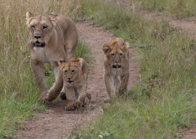 Löwen in der Masai Mara