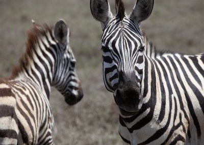 Zebras in Lewa