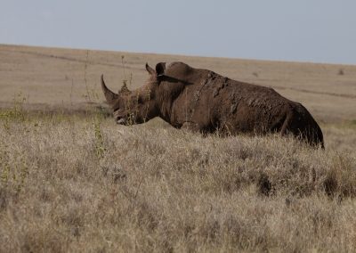 Nashorn in Lewa