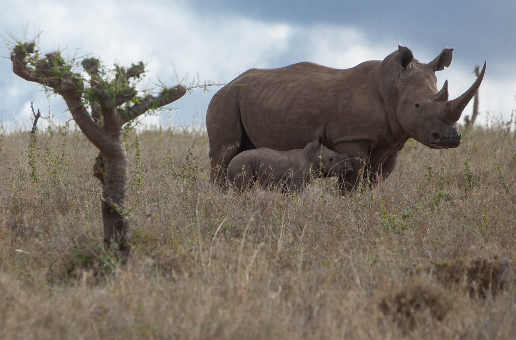 Nashorn in Lewa