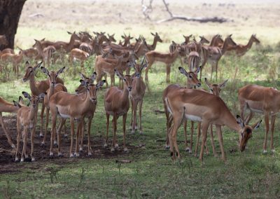 Gazellen in Lewa