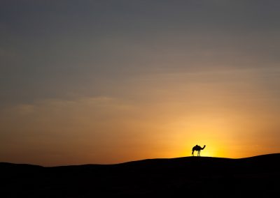 Kamel im Sonnenuntergang