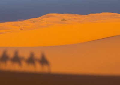 Kamele in der Wüste