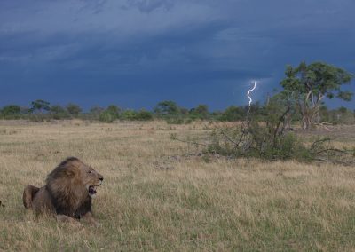 Botswana, Löwe